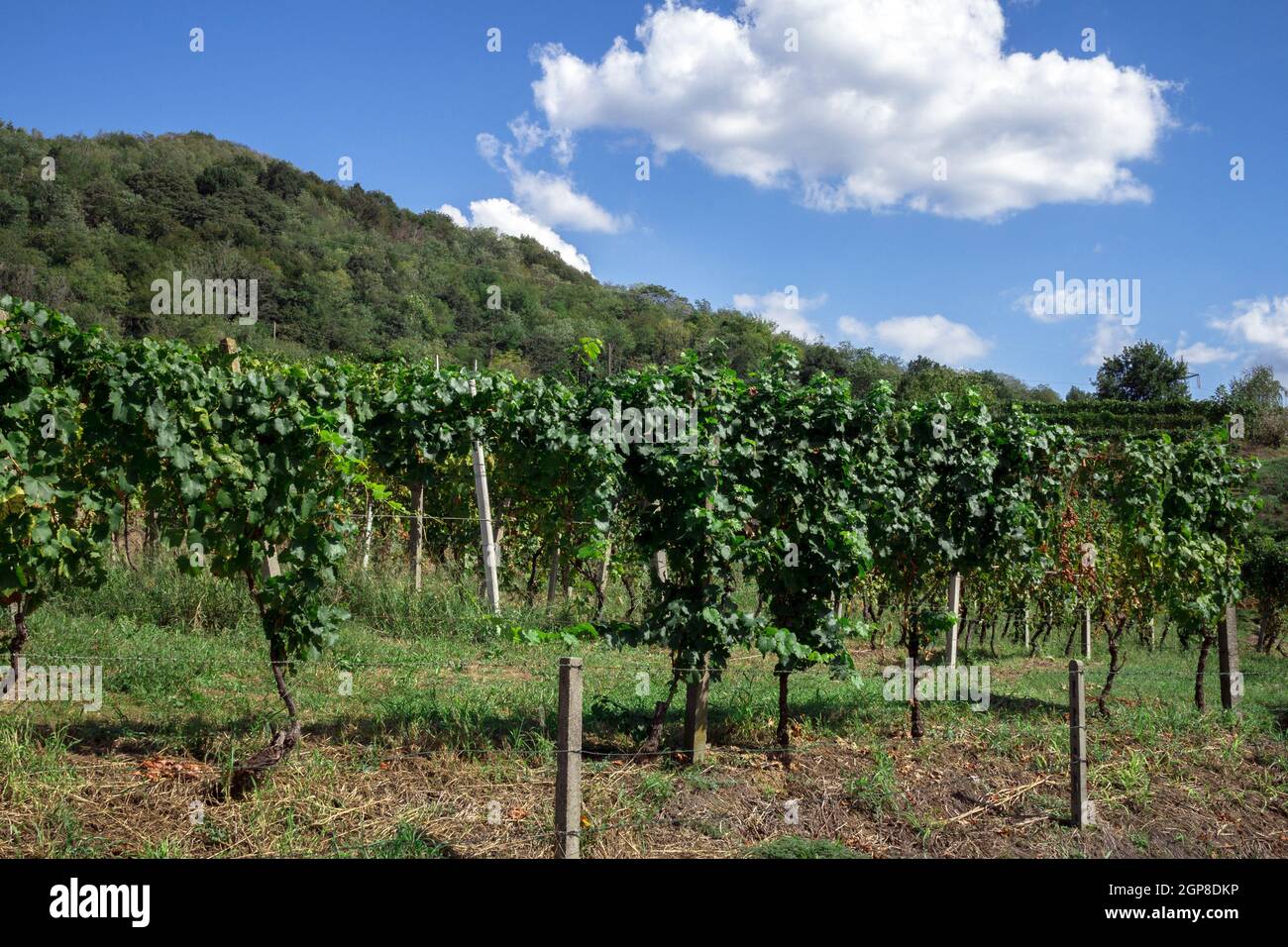 Piantagioni di vigneti italiani con vitigni locali tradizionali e uva internazionale. Paesaggio di vigneti verdi in estate in Italia. Foto Stock