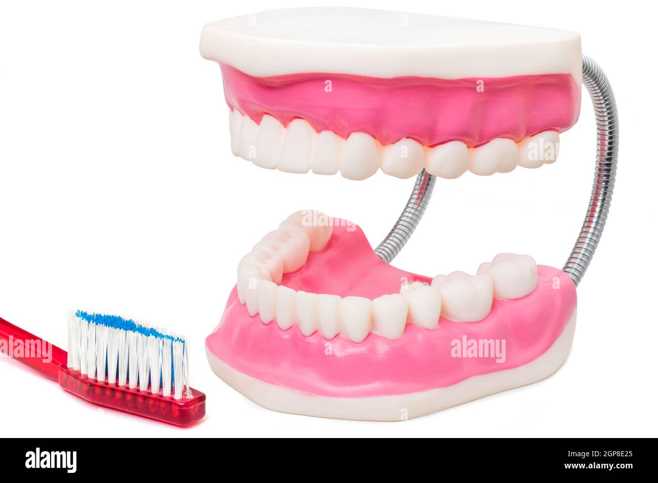 Macro close up ancora in vita di sovradimensionare denti umani protesi e spazzolino da denti isolati su sfondo bianco. Foto Stock