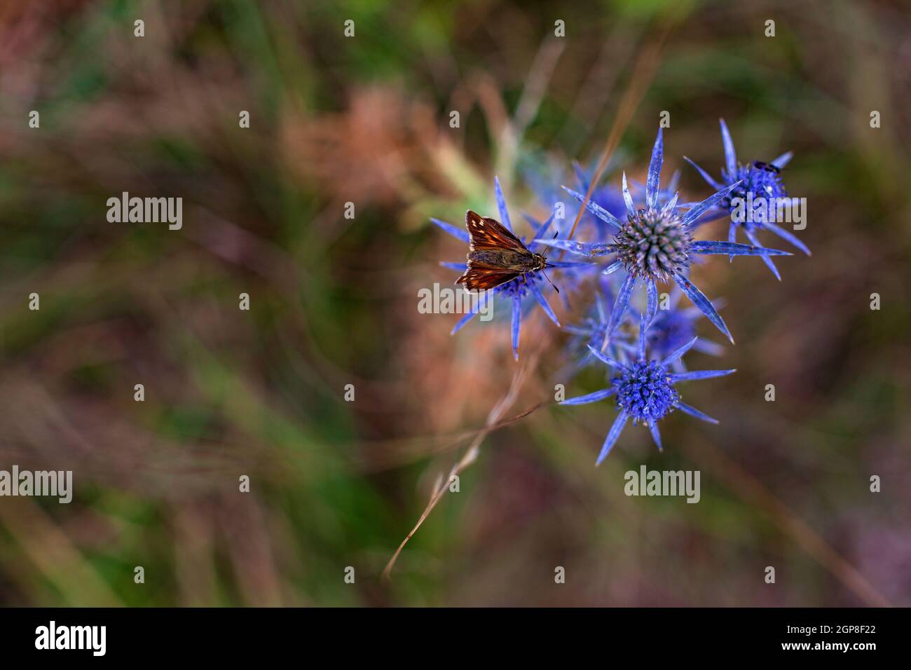 Insetto su Eryngium ametystinum, chiamato anche eryngo ametista, o eryngo italiano o ametista mare agrifoglio Foto Stock