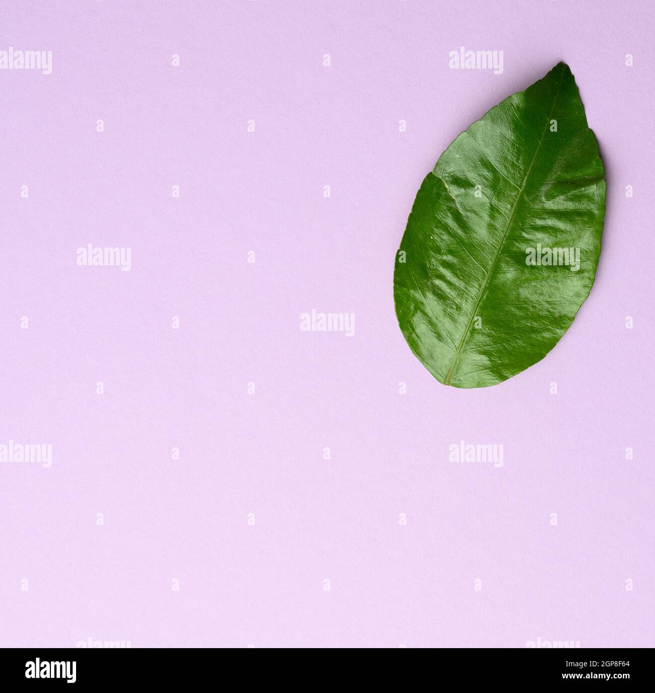 foglia di mandarino verde su sfondo viola, vista dall'alto Foto Stock