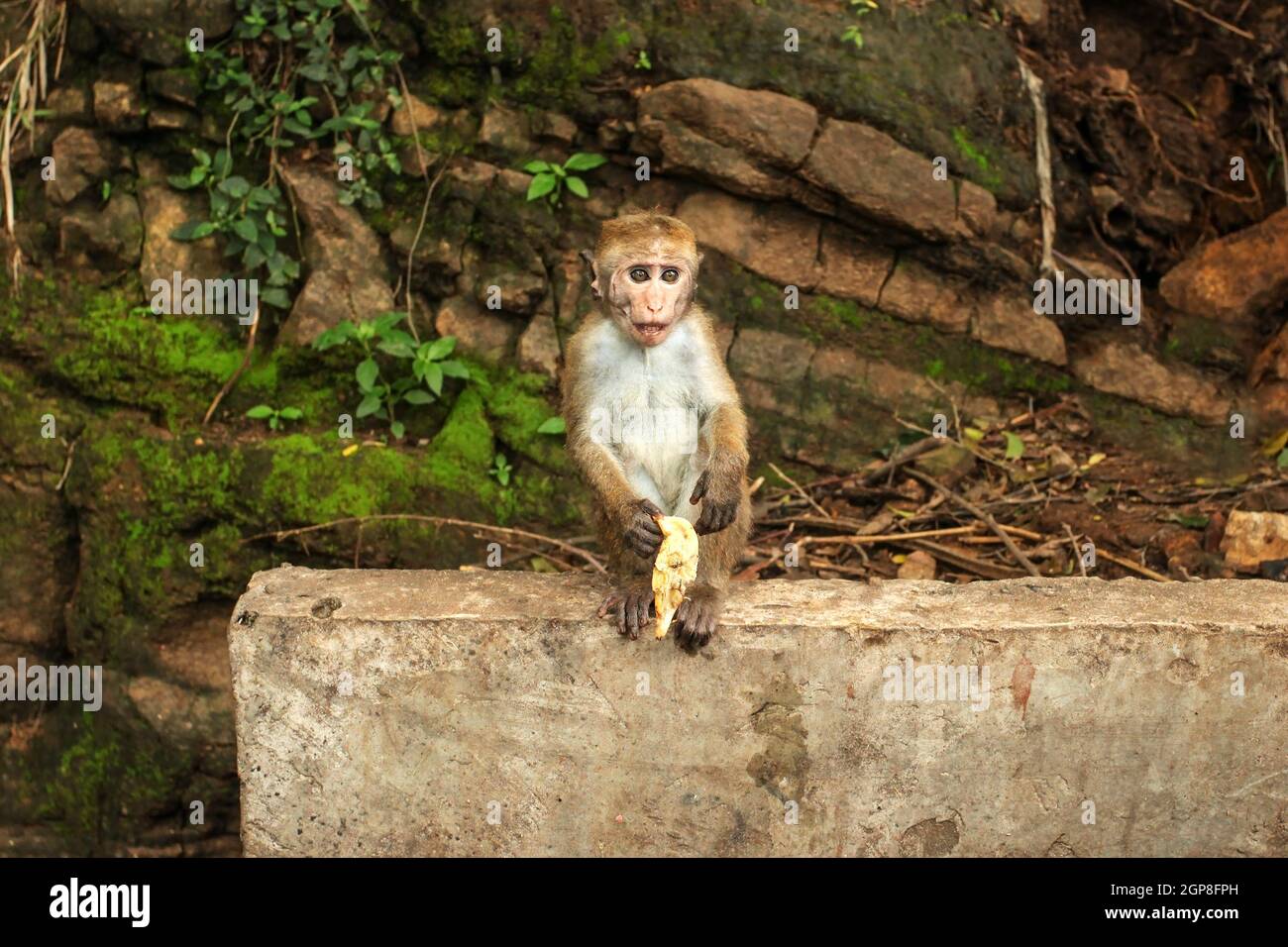 Toque macaque (Macaca sinica) baby, mangiare una banana da turista. Ravana Falls, Sri Lanka. Foto Stock