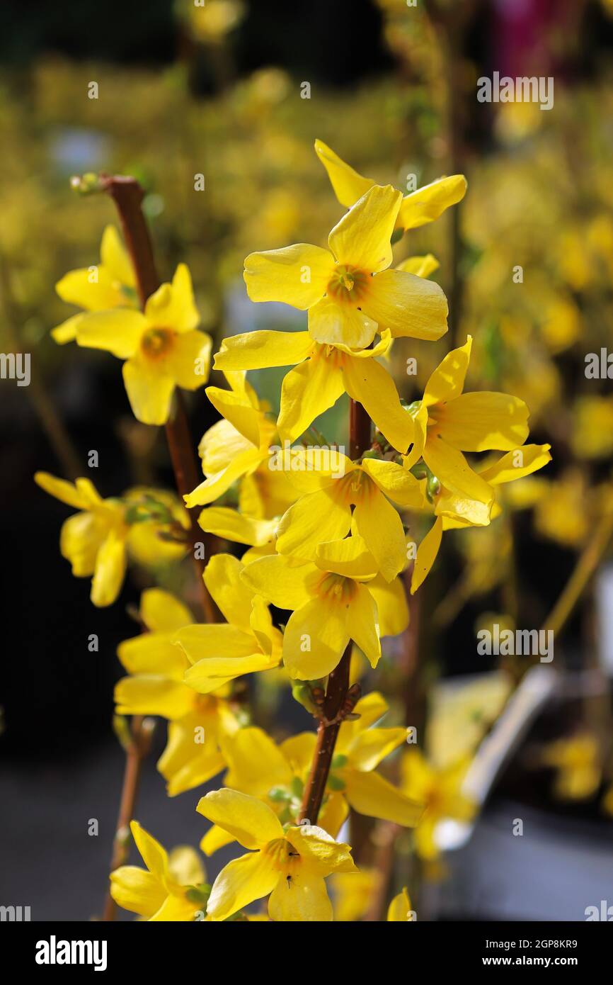 Foto verticale di arbusti di forsithia in piena fioritura. Foto Stock