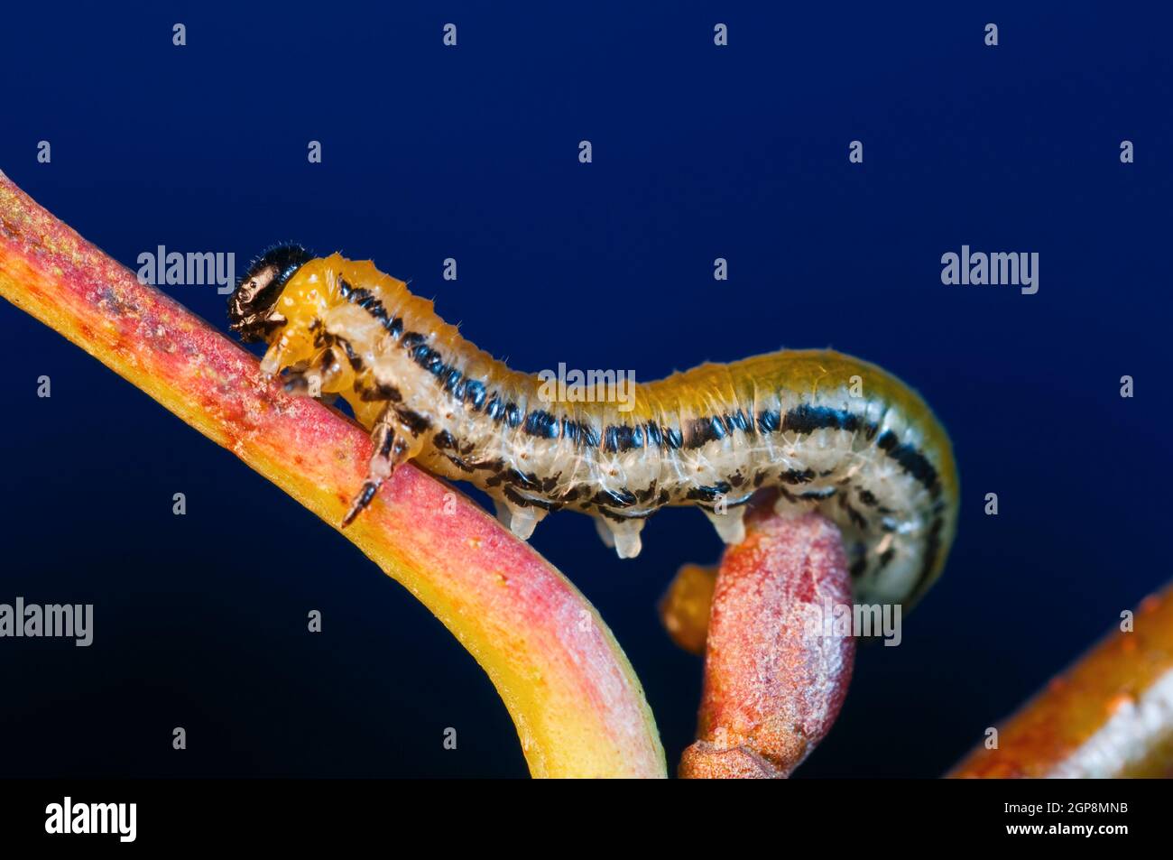 Larva di Sawfly (Tennedinidae) su un ramo con germoglio su sfondo blu. Foto Stock