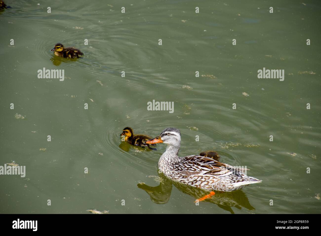 Un anatra con anatroccoli è nuotare in un stagno. Anatre nuotare nello stagno. Wild Mallard duck. I draghetti e femmine. Foto Stock