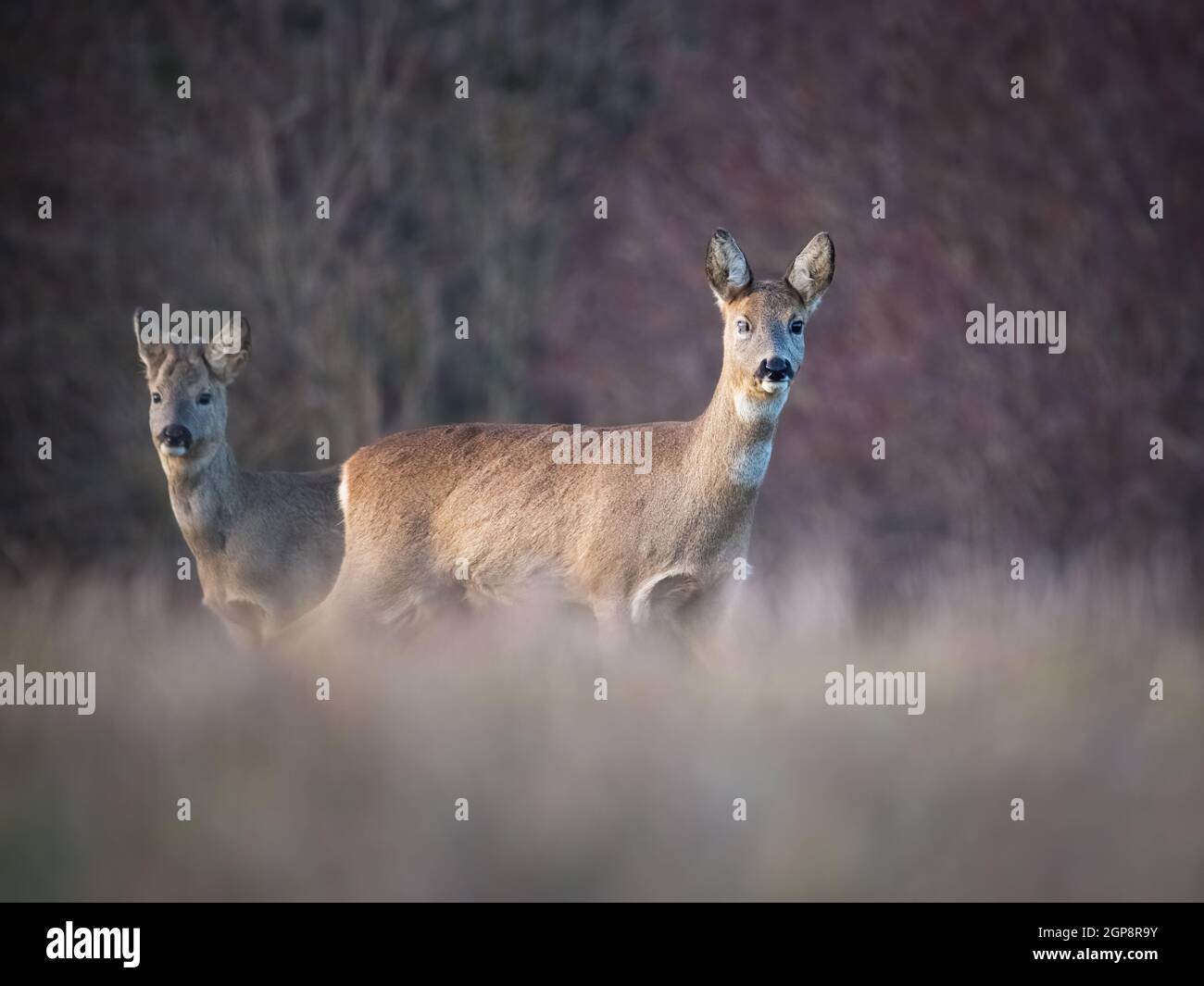 caprioli su un prato in autunno Foto Stock