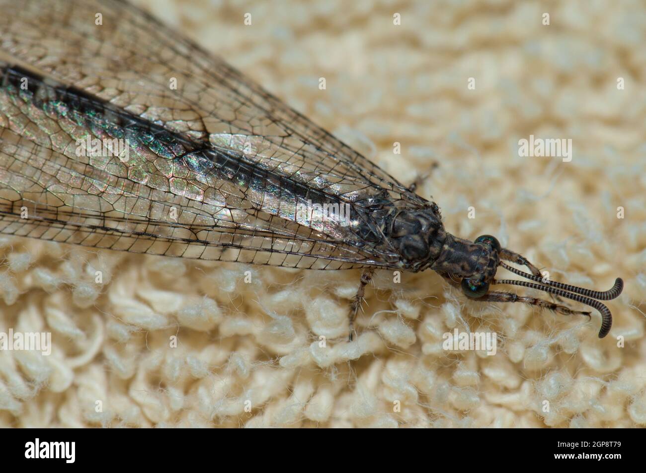 Antlion Myrmeleon si alterna su un tappeto. Cruz de Pajonales. Tejeda. Gran Canaria. Isole Canarie. Spagna. Foto Stock