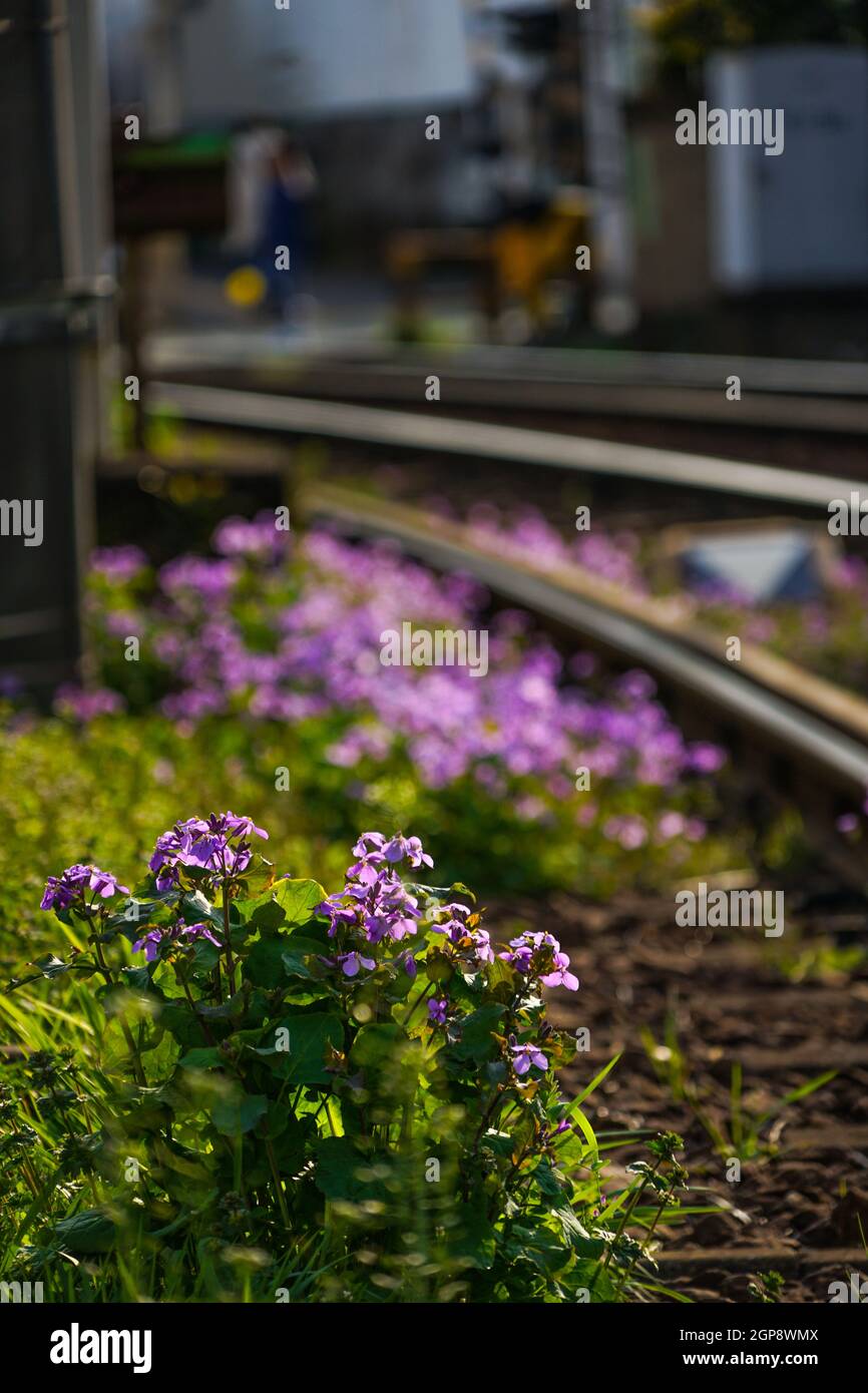 Linea di linea Toden Arakawa e fiori 4. Luogo di tiro: Area metropolitana di Tokyo Foto Stock