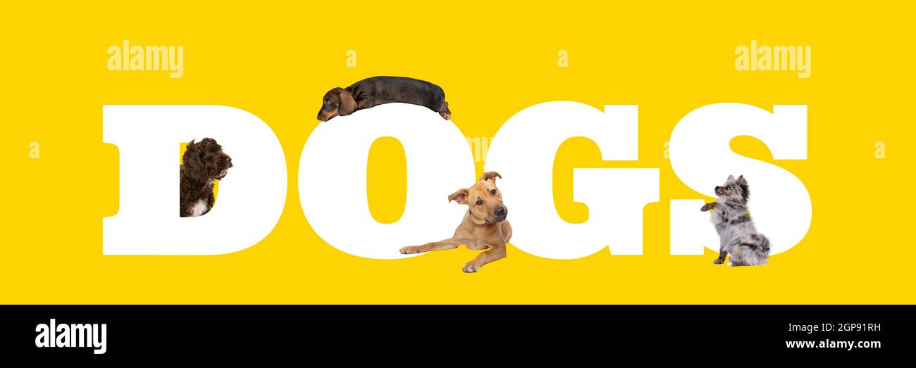 Un gruppo di quattro cani intorno a lettere bianche cani scritti isolati su uno sfondo giallo. Foto Stock