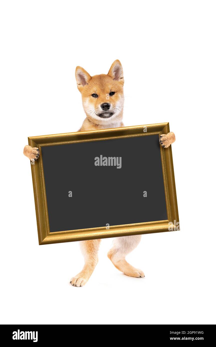 cane cucciolo shiba inu in piedi che tiene un cartello o lavagna, incorniciato d'oro, isolato su sfondo bianco Foto Stock