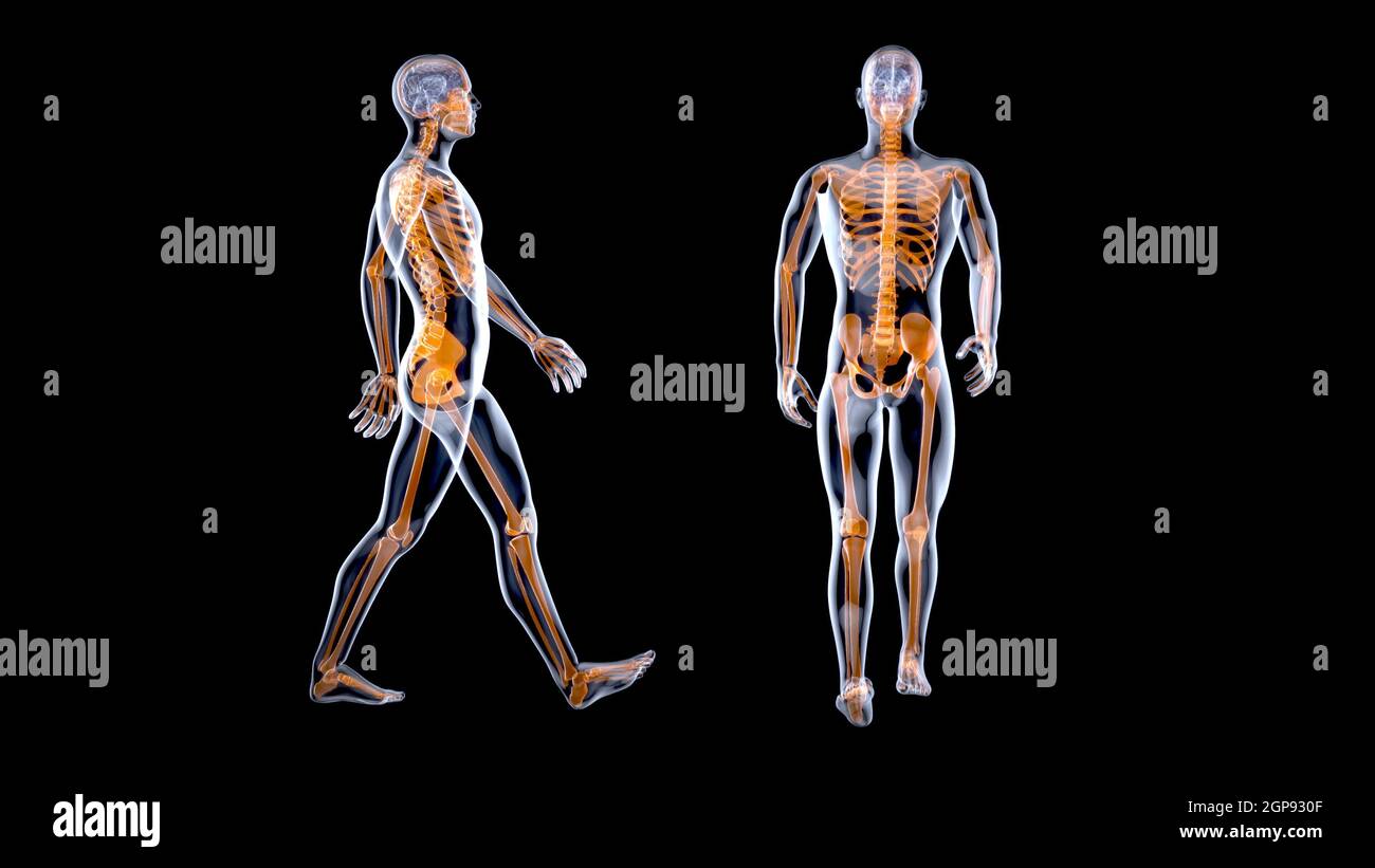 Concetto di anatomia 3D di un uomo a raggi X. Foto Stock