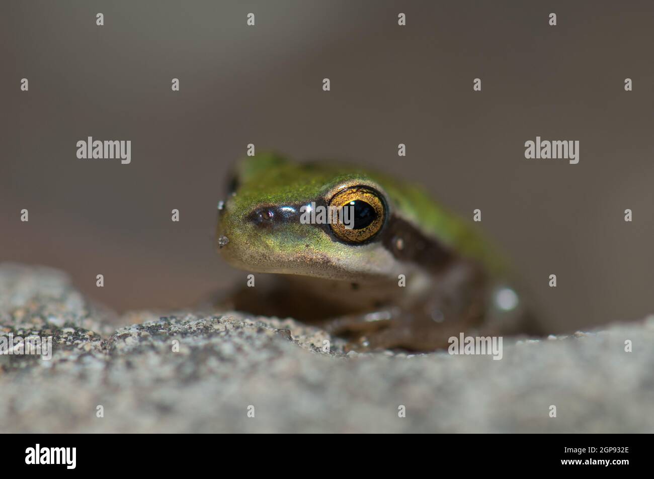 Rana mediterranea di Hyla meridionalis. Il Parco Rurale di Nublo. Gran Canaria. Isole Canarie. Spagna. Foto Stock