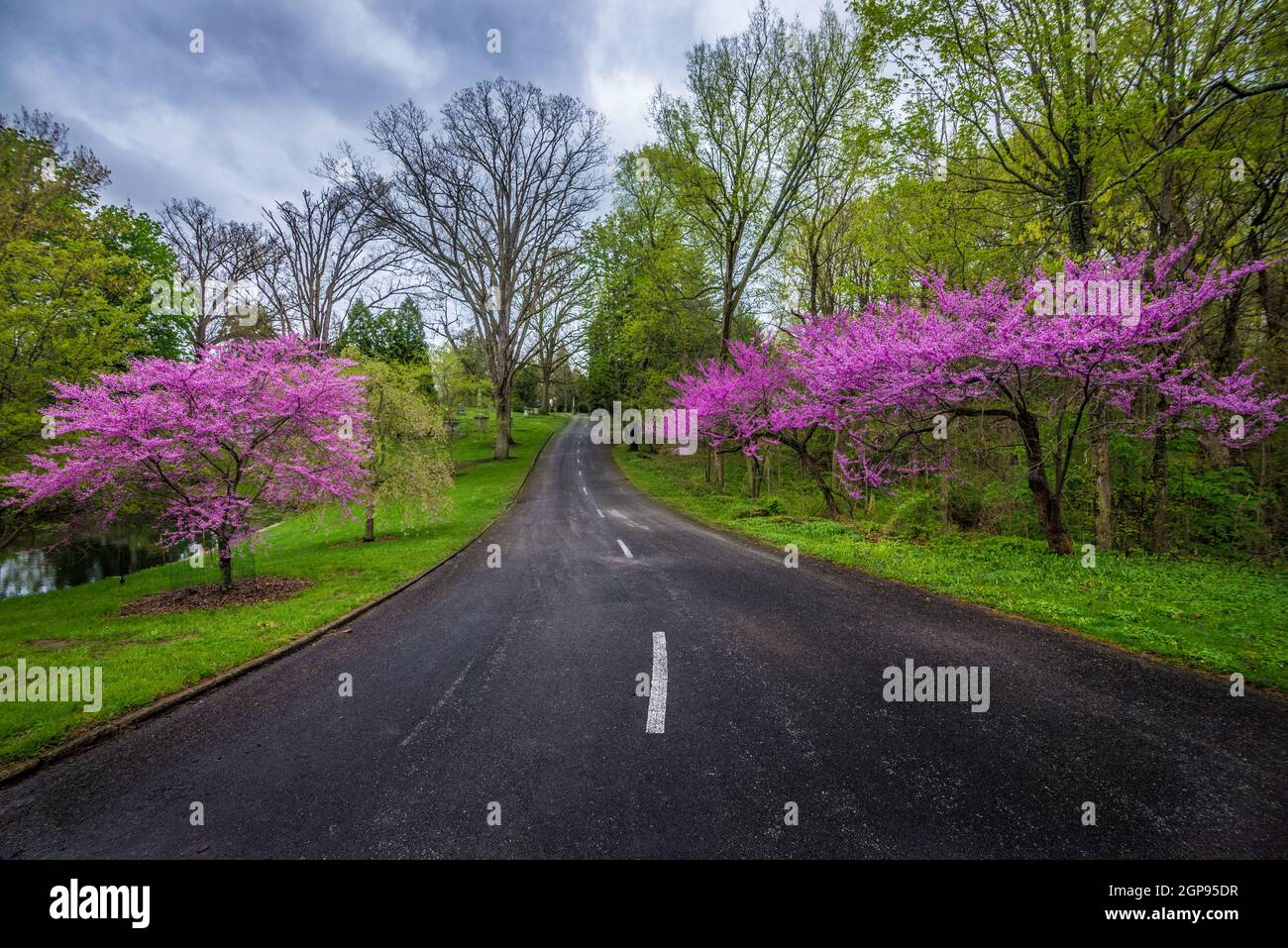 Redbouys in Bloom - Spring Grove - Cincinnati - Ohio Foto Stock