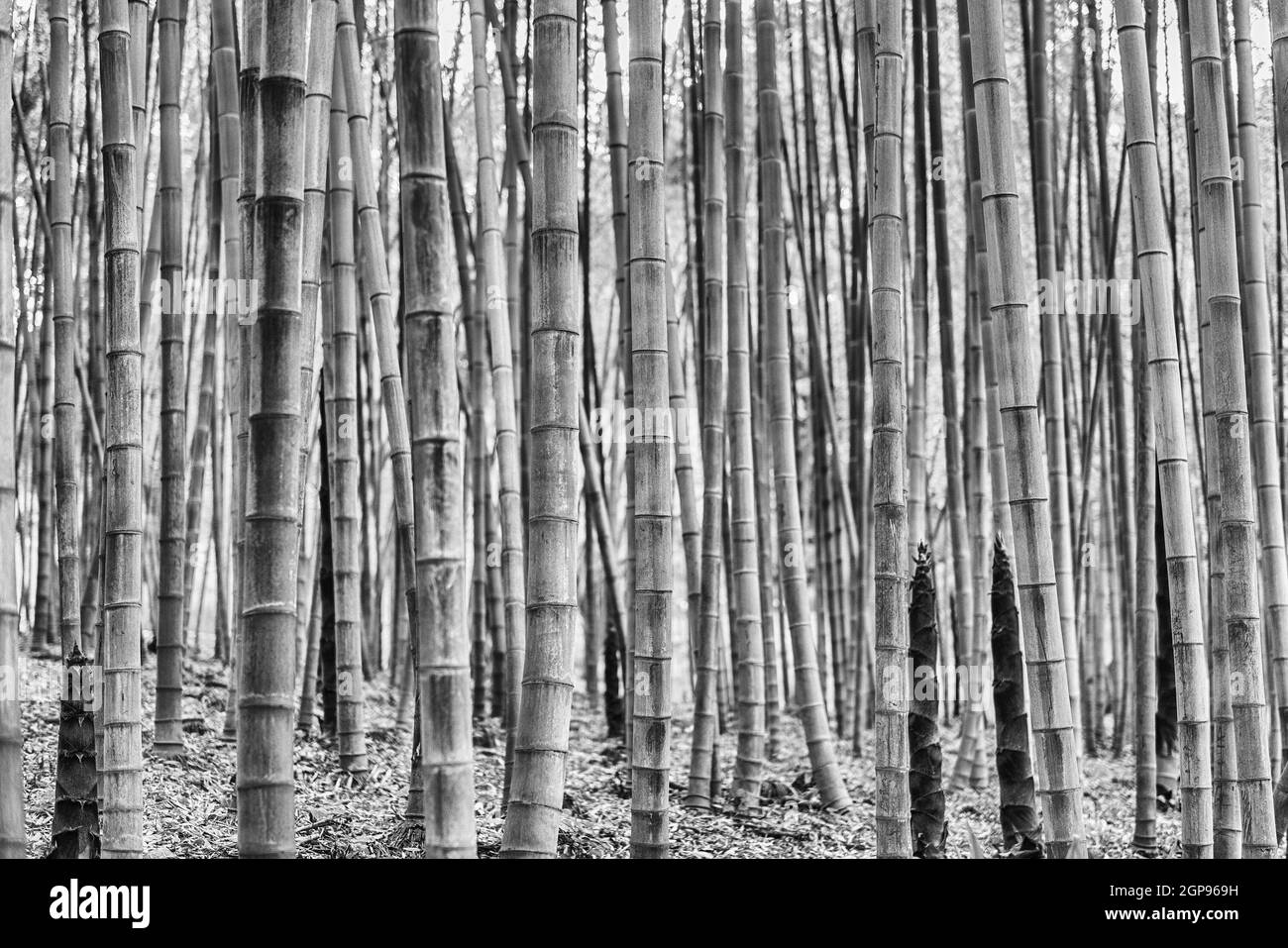 Sfondo con motivo fogliame di alberi di bambù in un boschetto o foresta Foto Stock