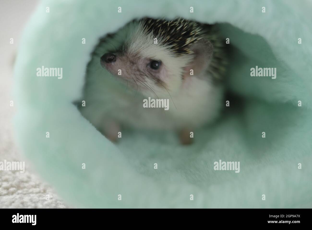 African pygmy hedgehog.House per un hedgehog.Hedgehog in casa morbida su uno sfondo sfocato.cute piccolo hedgehog. Foto Stock