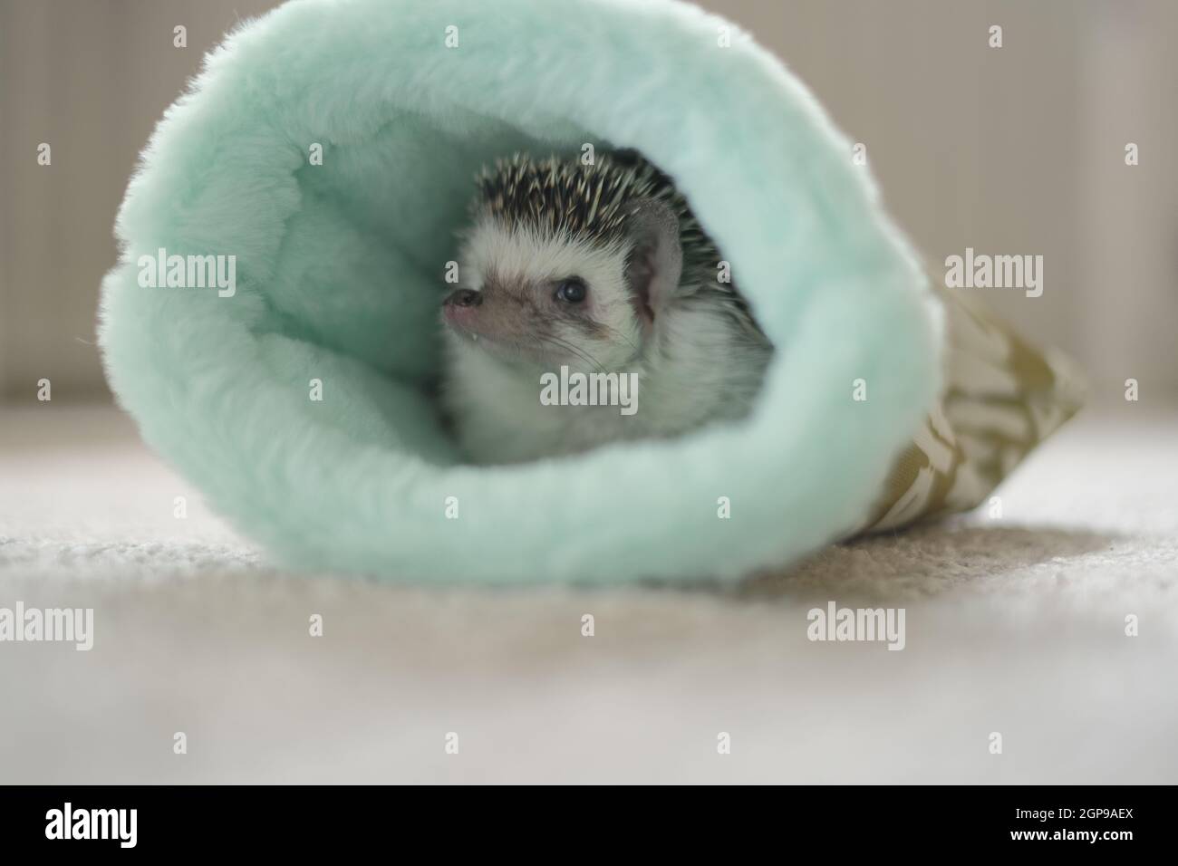 African pygmy hedgehog.House per un hedgehog.Hedgehog in soft house.Cute piccolo hedgehog. Foto Stock