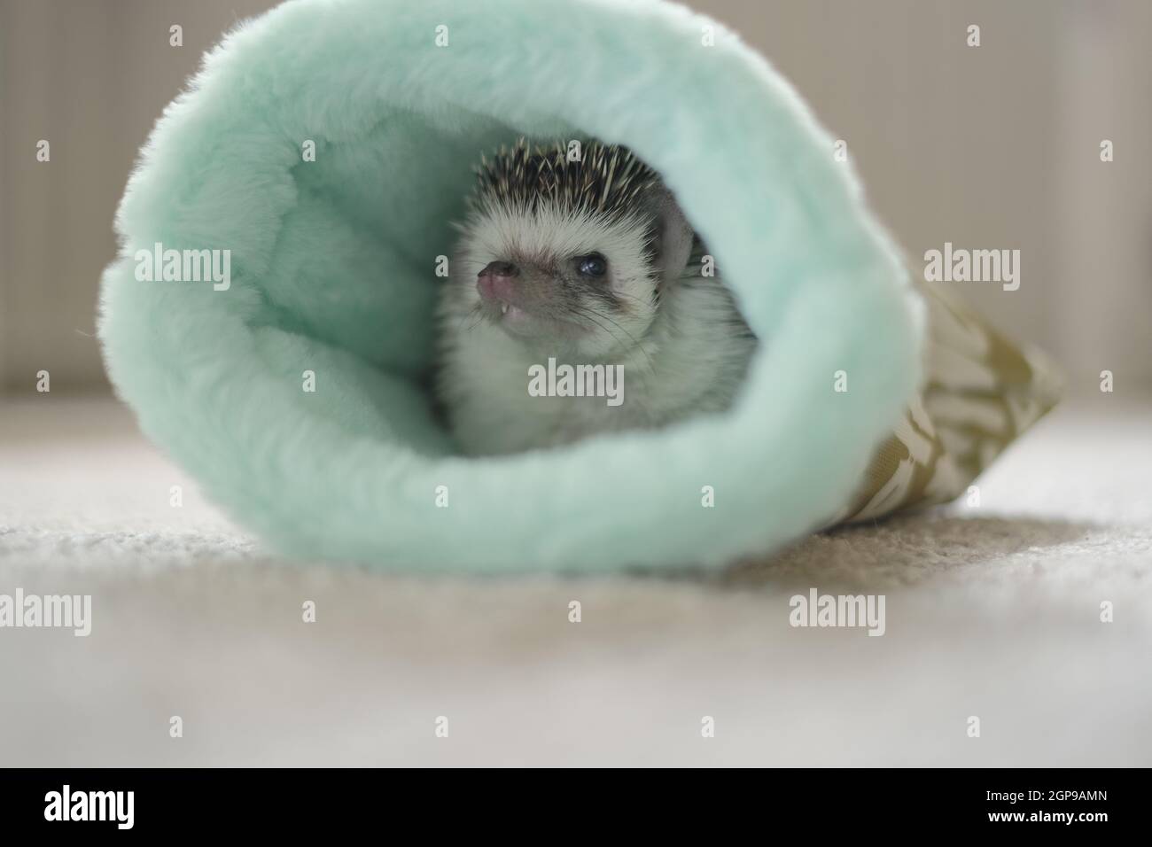 African pygmy hedgehog.House per un hedgehog.Hedgehog in casa su uno sfondo sfocato.cute piccolo hedgehog. Foto Stock