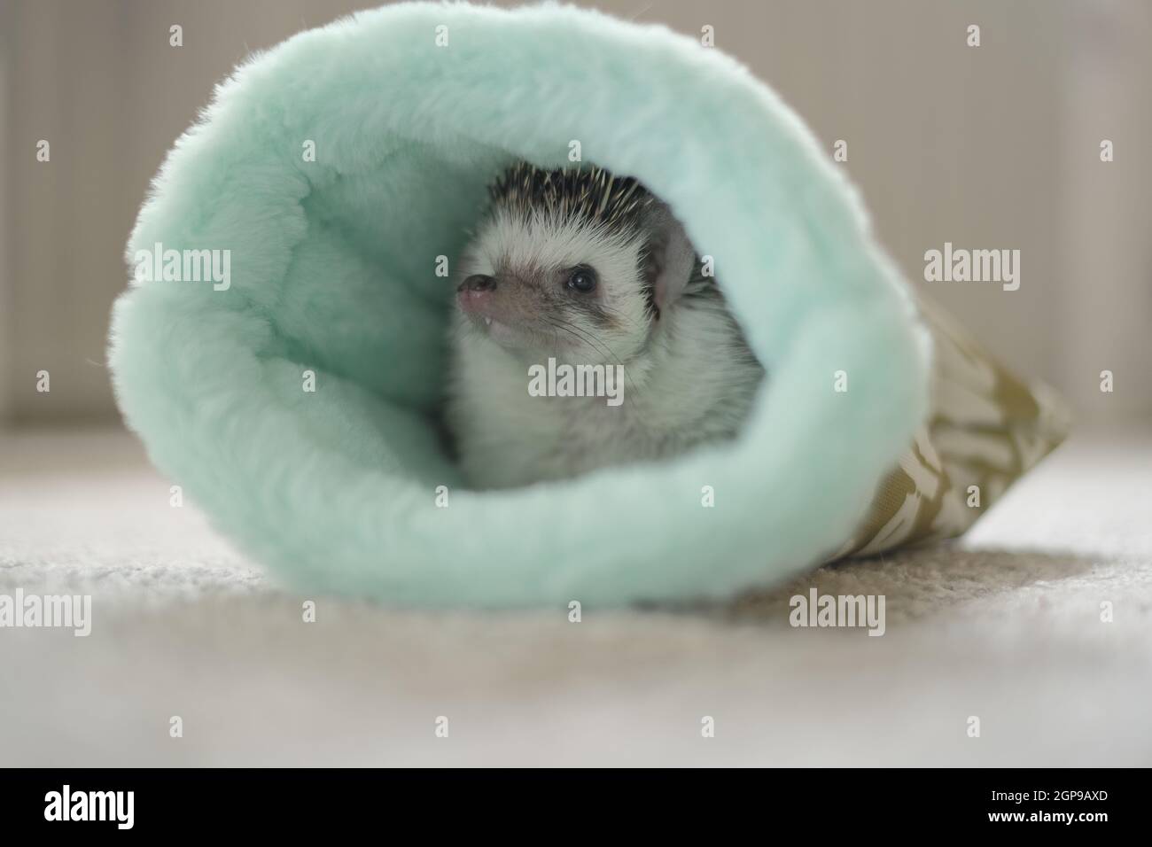African pygmy hedgehog.House per un hedgehog.Hedgehog in una casa morbida su uno sfondo sfocato chiaro.cute piccolo hedgehog. Foto Stock