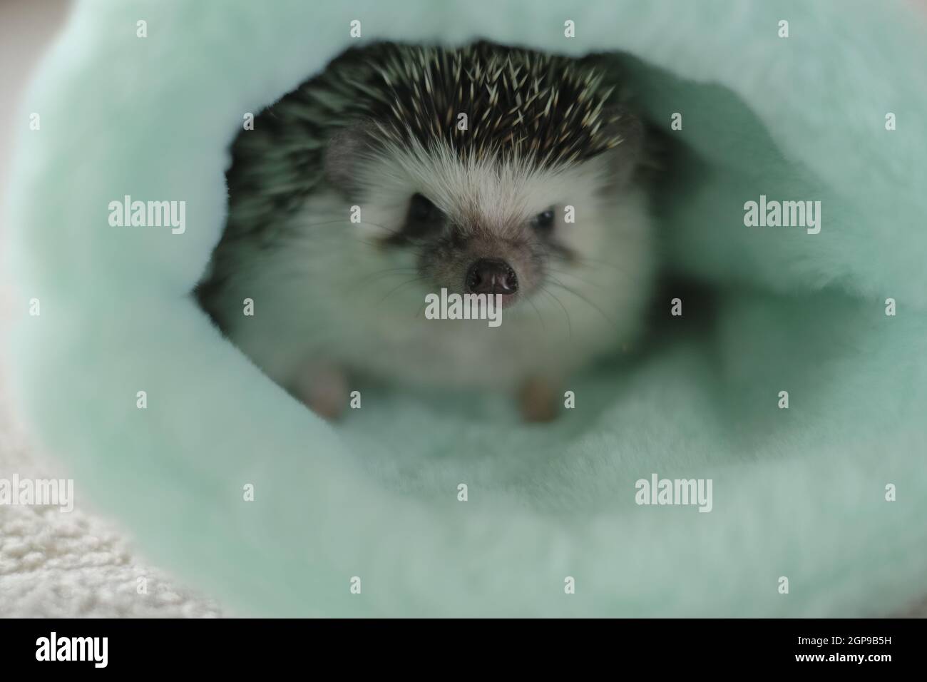 African pygmy hedgehog .House per un hedgehog.Hedgehog in casa verde. Foto Stock