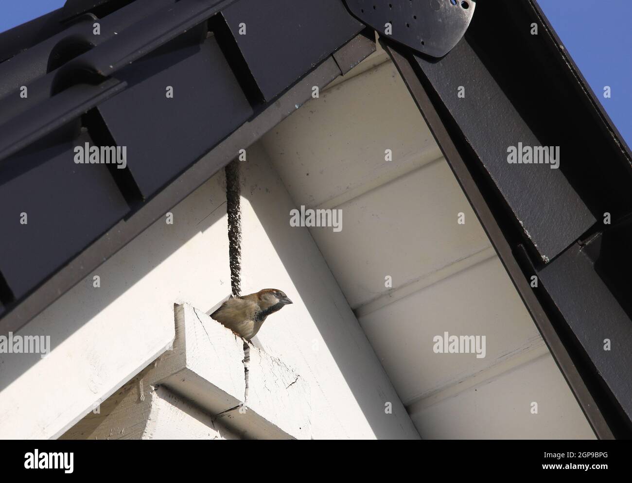 Haussperling im Dachgiebel, Nestbau Foto Stock