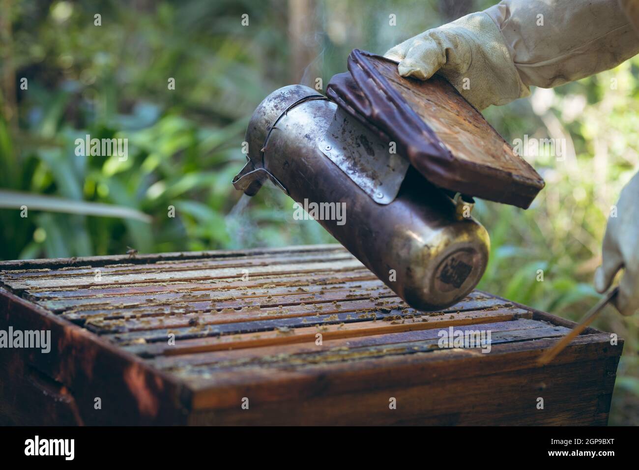 Mani di uomo maggiore caucasico indossando uniforme apicoltore cercando di calmare le api con fumo Foto Stock