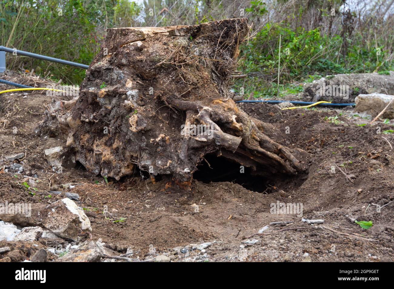 Estirpare un enorme ceppo di alberi nel giardino Foto Stock