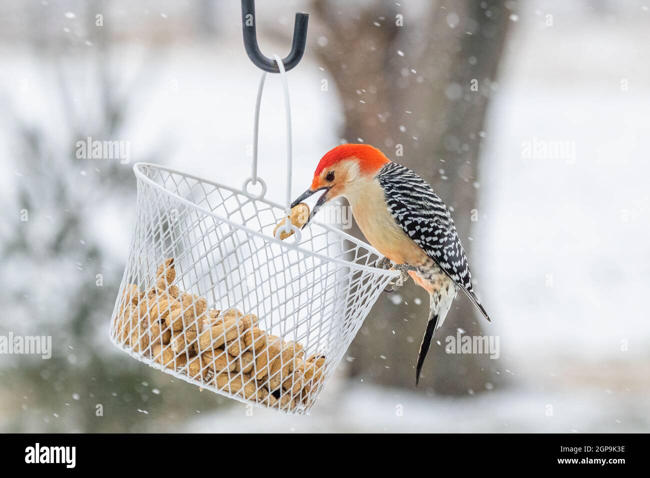 Picchio rosso abbellito che mangia arachidi da un cestino durante una tempesta di neve. Foto Stock