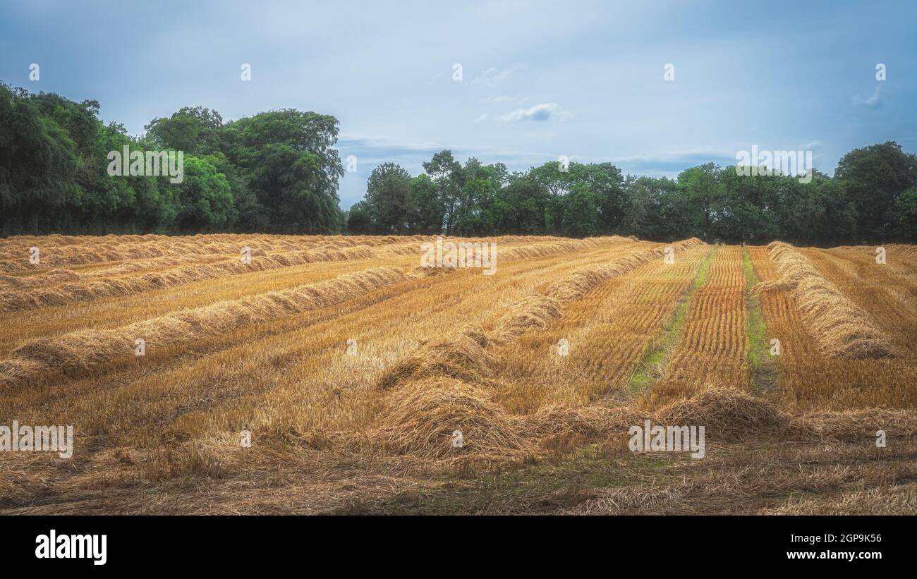 File d'oro di grano tagliato su un campo dopo il raccolto con alberi verdi e cielo blu sullo sfondo, Irlanda. Tecnica classica di messa a fuoco morbida Foto Stock