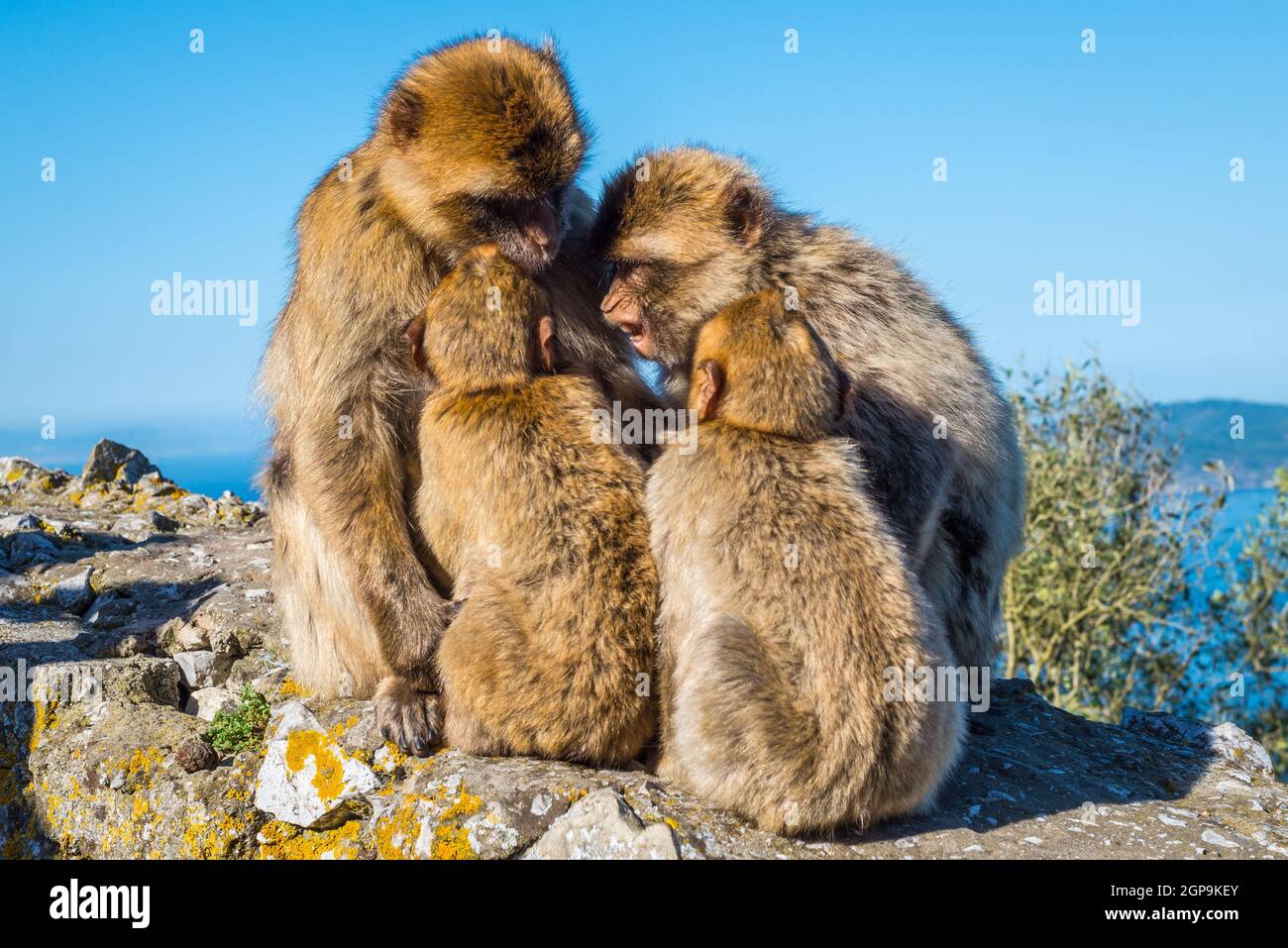 La famiglia Barbary macaques parla del futuro in cima alla Rocca di Gibilterra Foto Stock