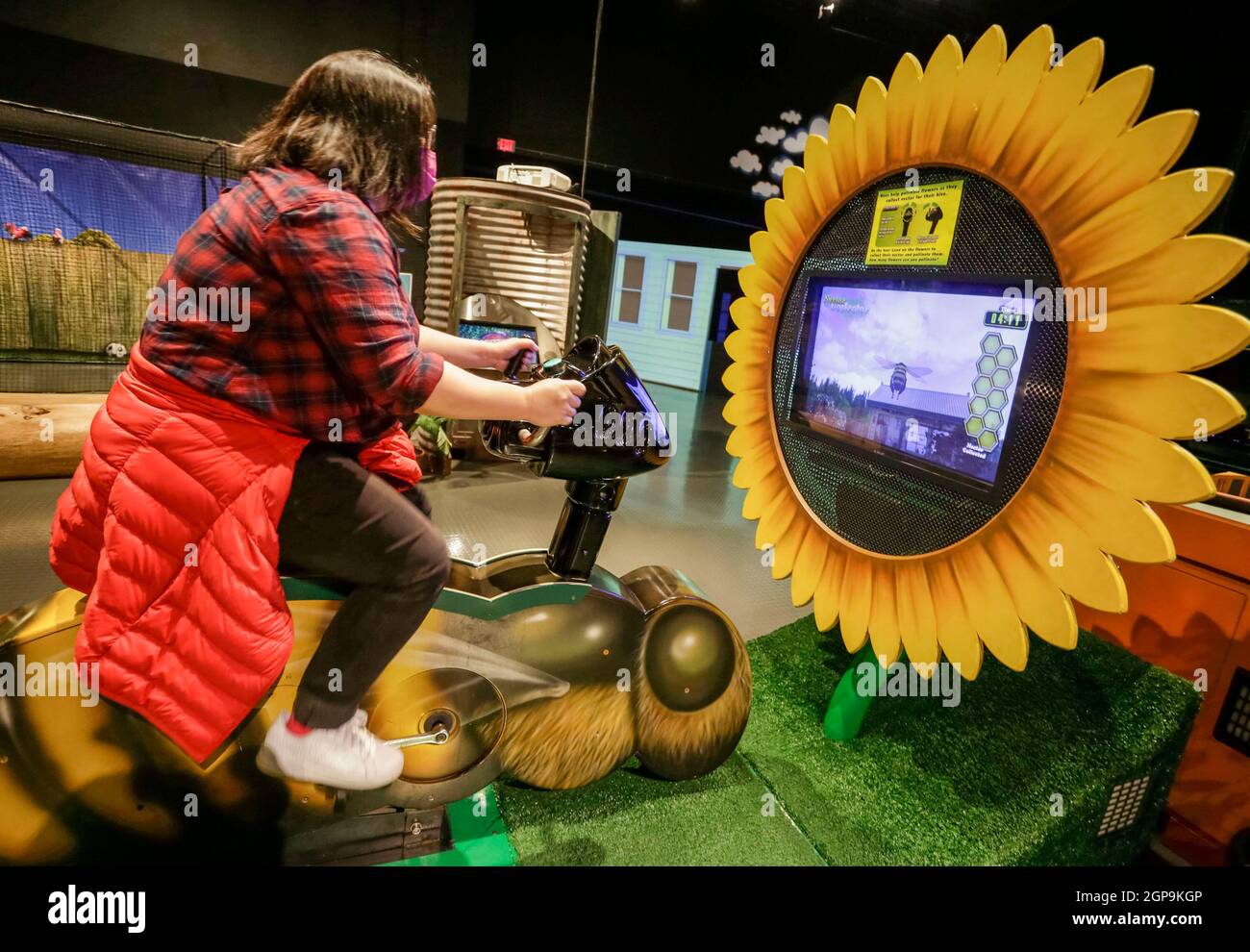 Vancouver, Canada. 28 settembre 2021. Un visitatore prova una mostra interattiva Nectar Collector durante un'anteprima mediatica della mostra Backyard Adventures al Science World di Vancouver, British Columbia, Canada, il 28 settembre 2021. La mostra presenta diverse esposizioni a tema cortile in cui i visitatori possono conoscere la biodiversità e le materie scientifiche che sono relatabili al loro ambiente di vita. Credit: Liang Sen/Xinhua/Alamy Live News Foto Stock