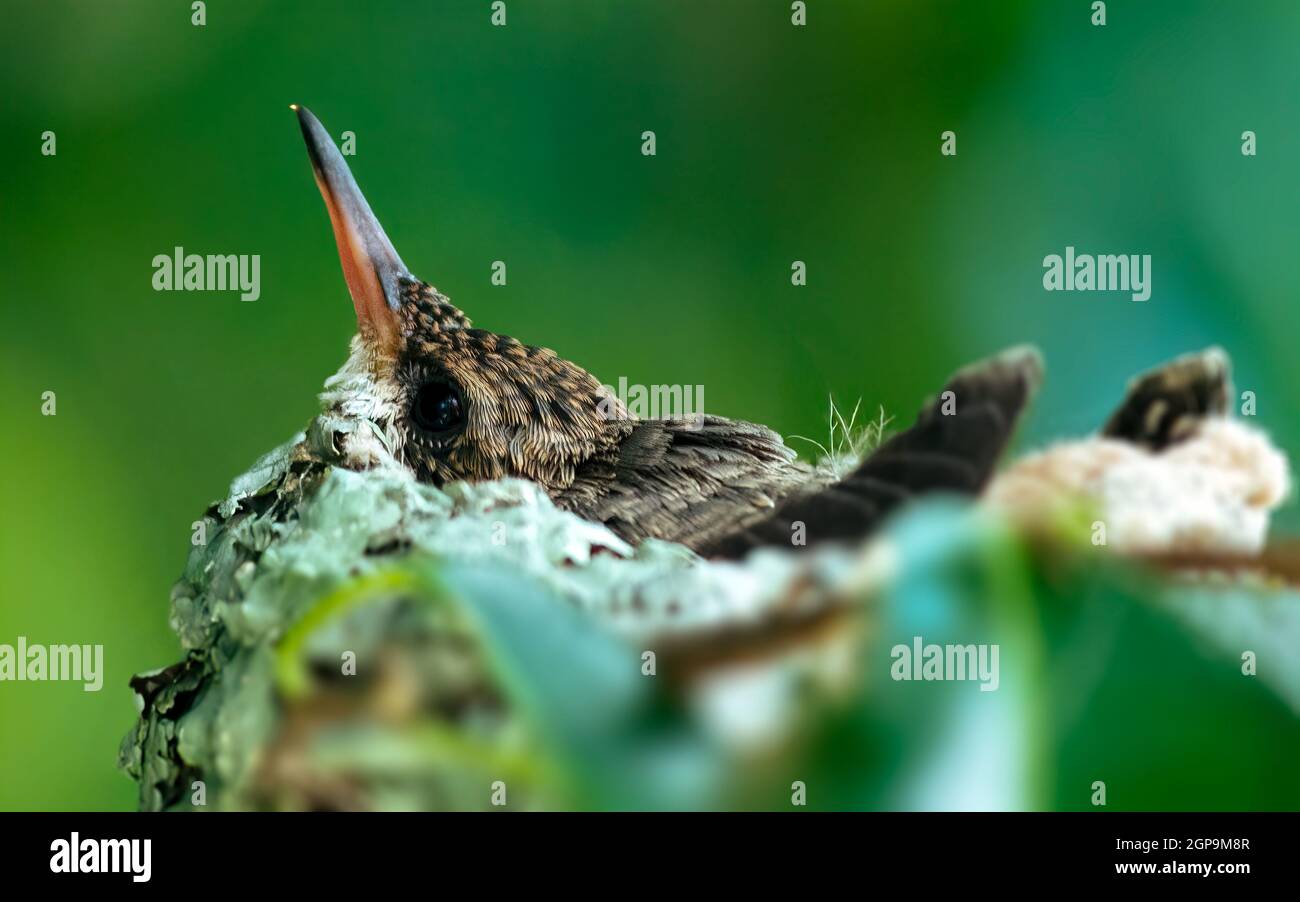 Primo piano di un piccolo colibrì nel nido Foto Stock