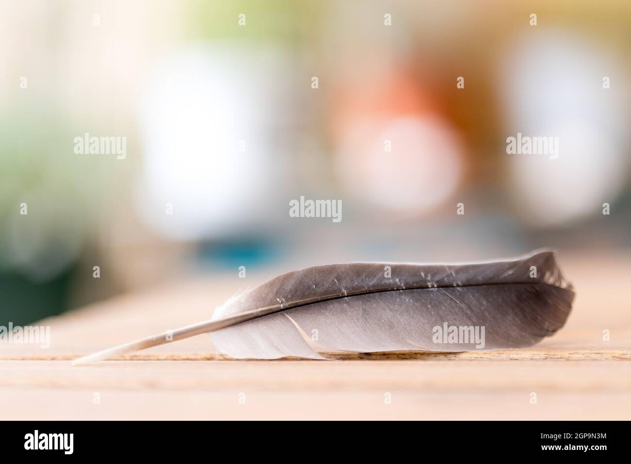 Feather è sdraiato su una scrivania in legno, esterno con spazio di copia Foto Stock