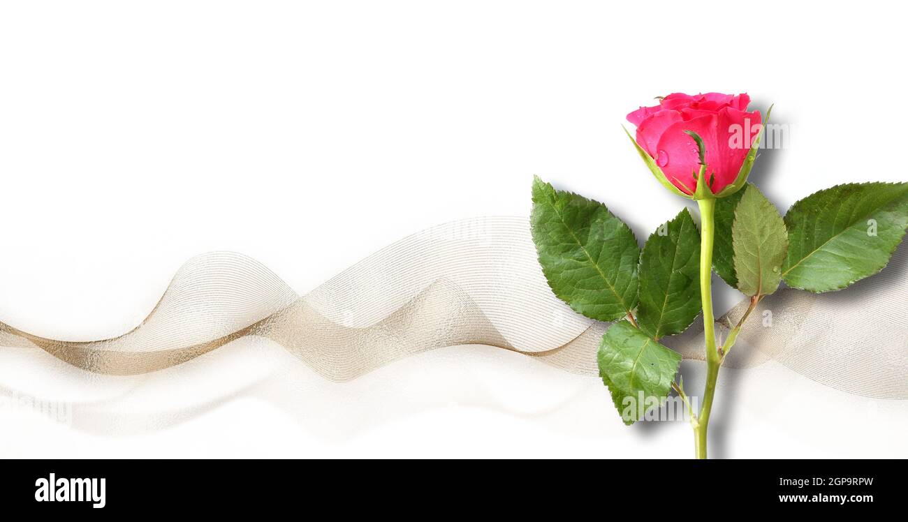 Rosa rossa su onde astratte bianche e dorate. Fiore per le schede di festa, giorno della madre, 8 marzo, compleanno, matrimonio, San Valentino. Beaut Foto Stock