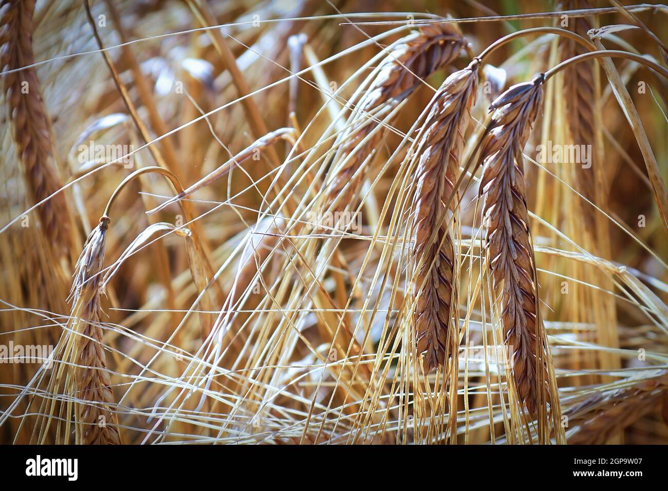 Closeup di teste di orzo mature pesanti in un campo. Foto Stock