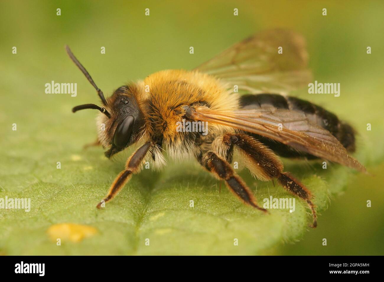 Primo piano su una femmina leggermente decolorata Gray-patched estrazione ape, Andrena nit Foto Stock