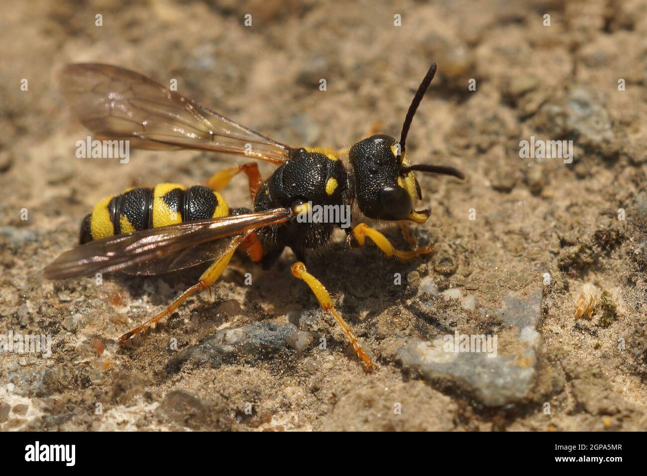 Primo piano su una vespa di digger dalla coda ornata, Cerceris rybyensis Foto Stock