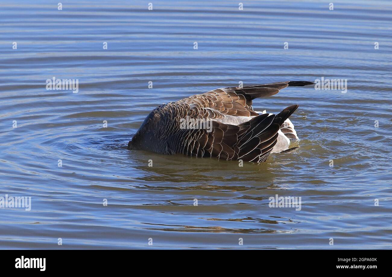 Graugänse Paarung, nur das Männchen ist bei der Paarung unter Wasser zu sehen. Foto Stock