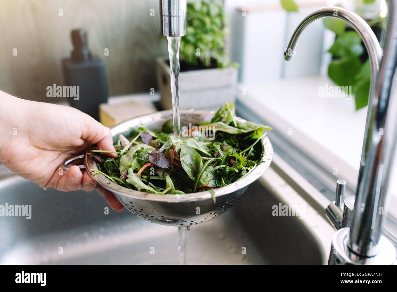 Donna che lava foglie di insalata verde per insalata in cucina in