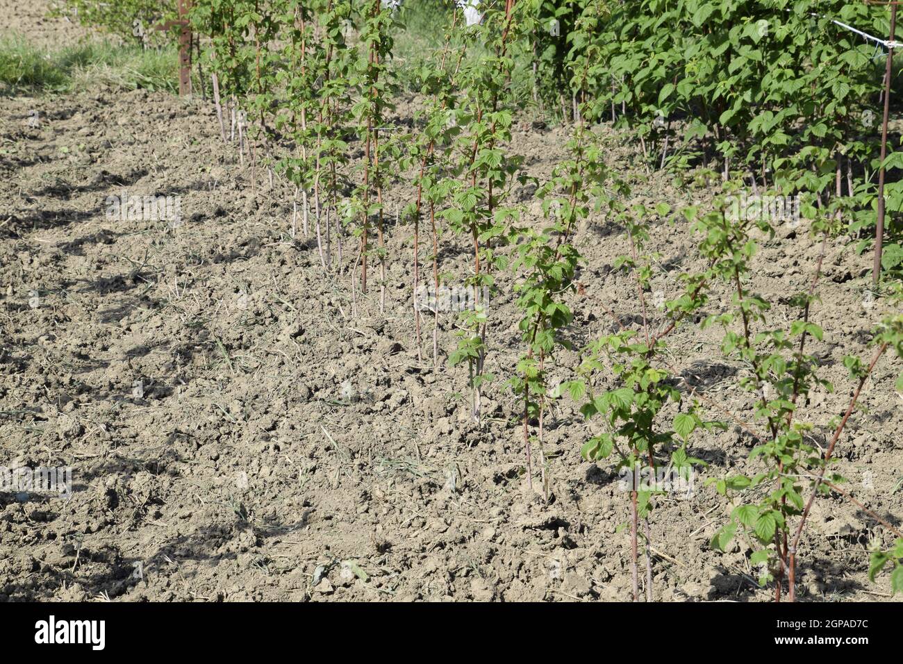 I letti di lamponi. Gli steli di lamponi su un traliccio Squirting. Lamponi crescente nel giardino. Foto Stock