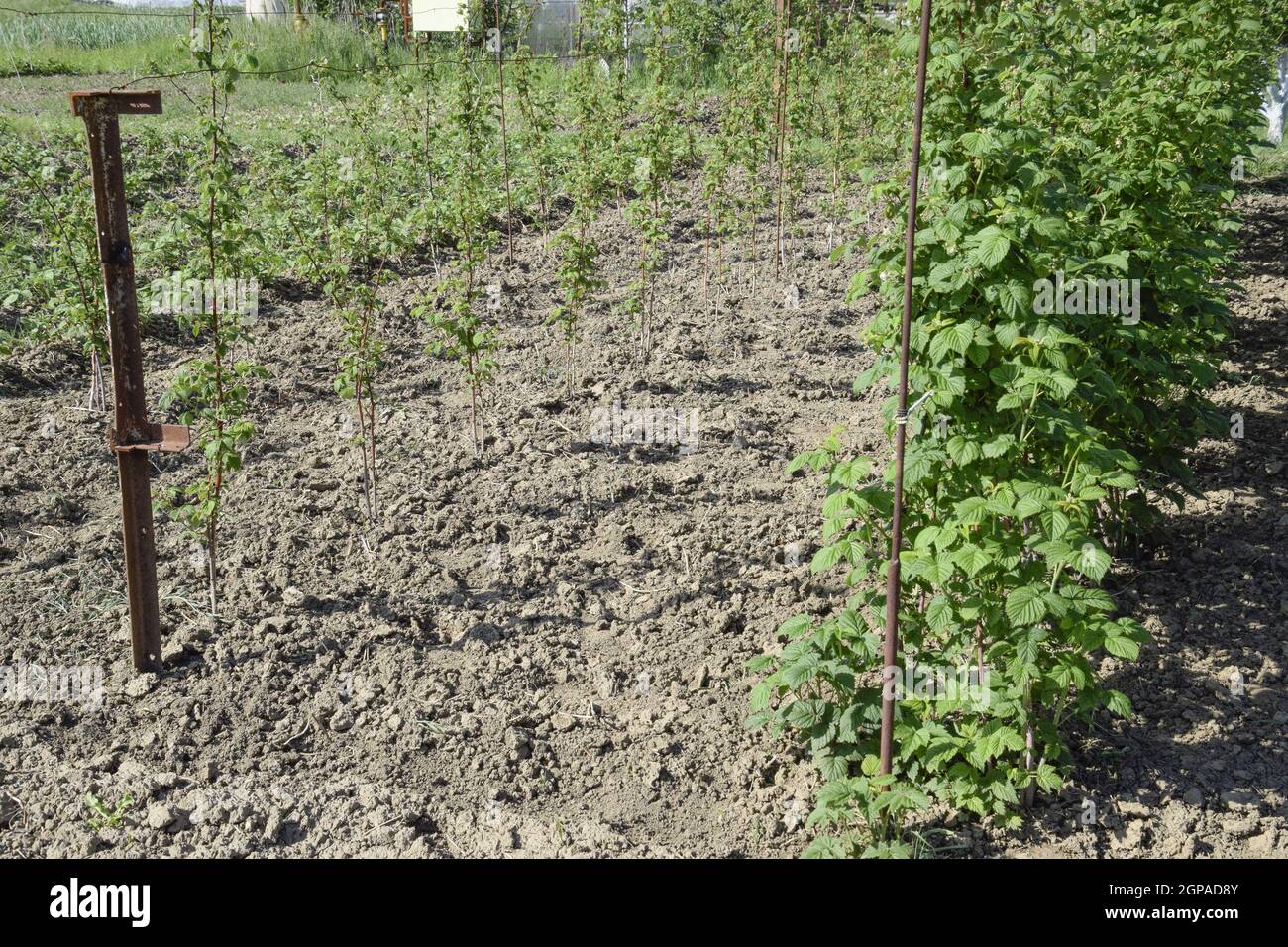 I letti di lamponi. Gli steli di lamponi su un traliccio Squirting. Lamponi crescente nel giardino. Foto Stock