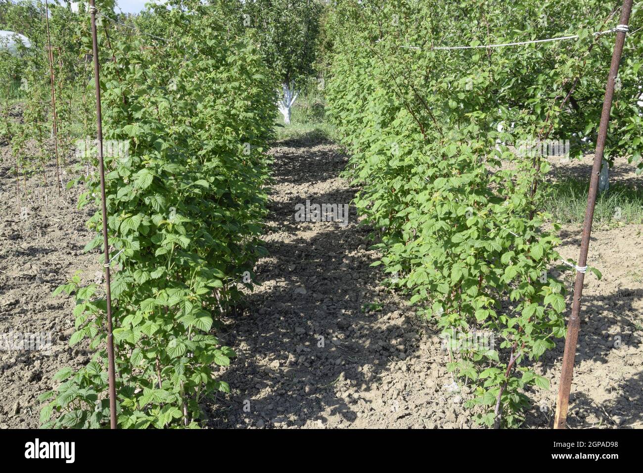 I letti di lamponi. Gli steli di lamponi su un traliccio Squirting. Lamponi crescente nel giardino. Foto Stock