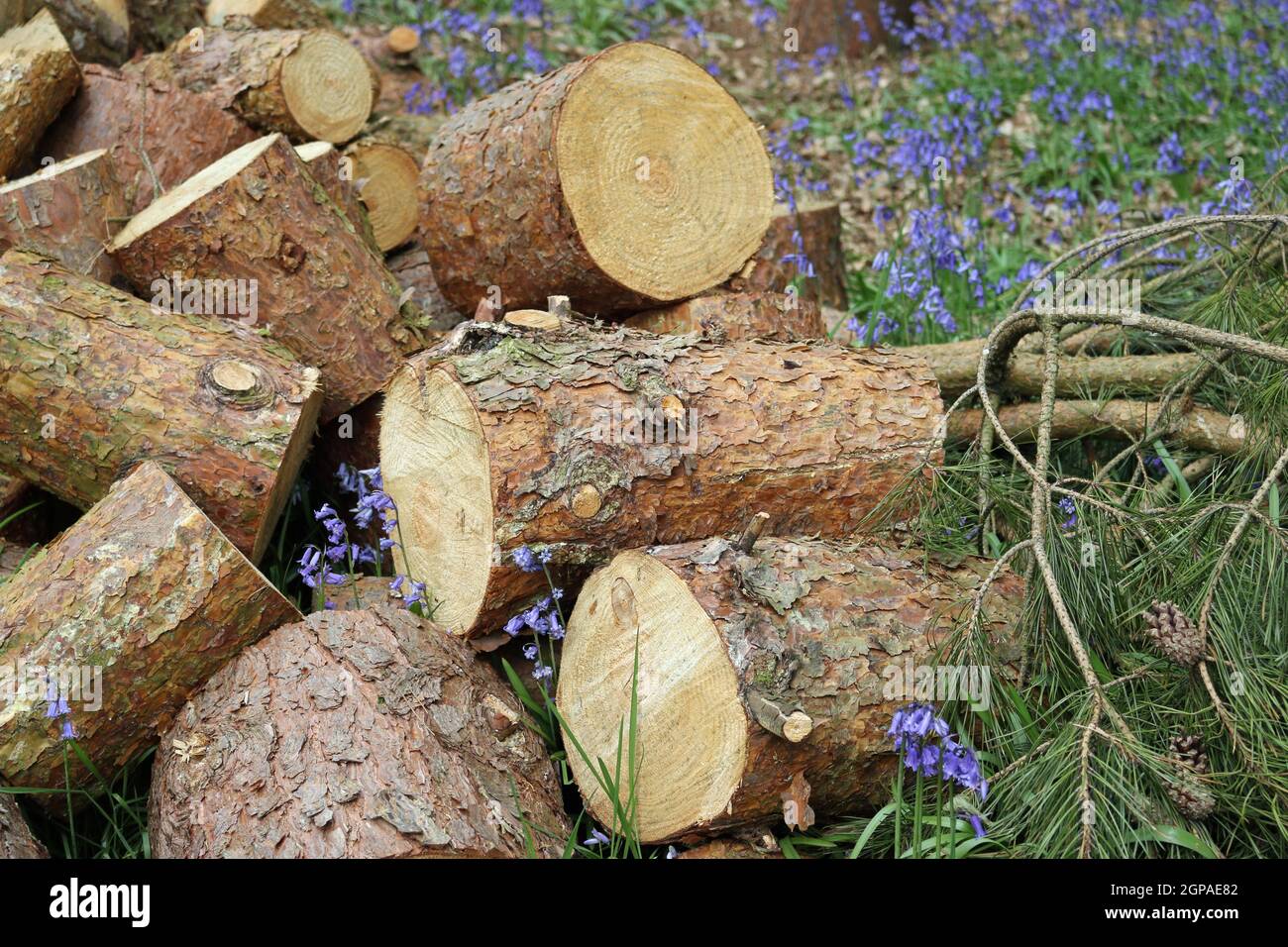 Mucchio di tronchi di conifere, probabilmente pino scozzese, in brevi sezioni con rami con foglie e coni a lato e fiori di bluebell sullo sfondo. Foto Stock