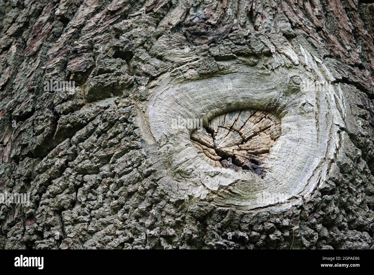 Vecchio albero chirurgia ramo potare ferita cicatrice dove la corteccia ha guarito, ma con il cuore visibile. Foto Stock