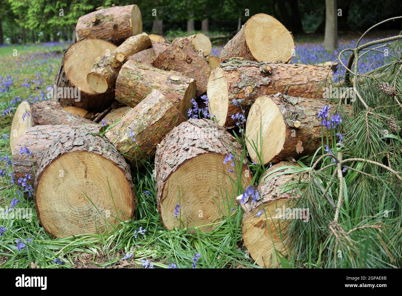 Mucchio di tronchi di conifere, probabilmente pino scozzese, in brevi sezioni con rami con foglie e coni a lato e fiori di bluebell sullo sfondo. Foto Stock