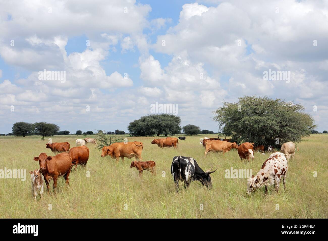 Mandria di bovini liberi che pascolano in prateria in un'azienda agricola rurale, Sudafrica Foto Stock