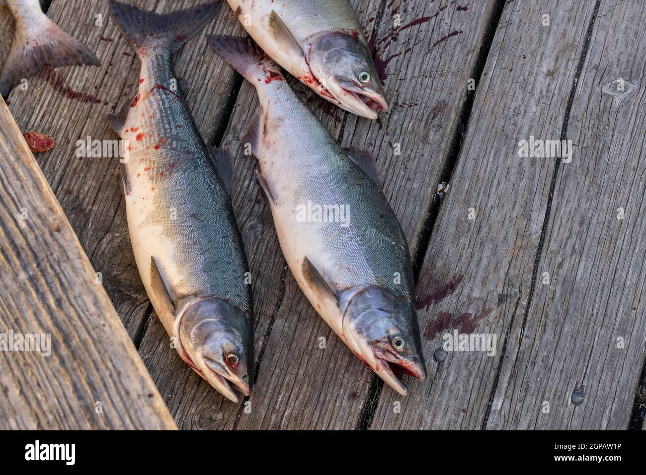 Pesca del salmone rosa al fiume Fraser BC Canada, 2021, 08 Foto Stock