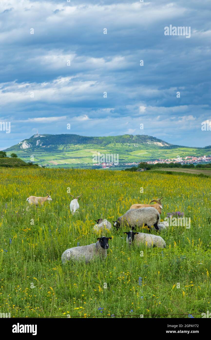 Pecora in paesaggio primaverile vicino a Dolni Dunajovice, regione di Palava, Moravia meridionale, Repubblica Ceca Foto Stock