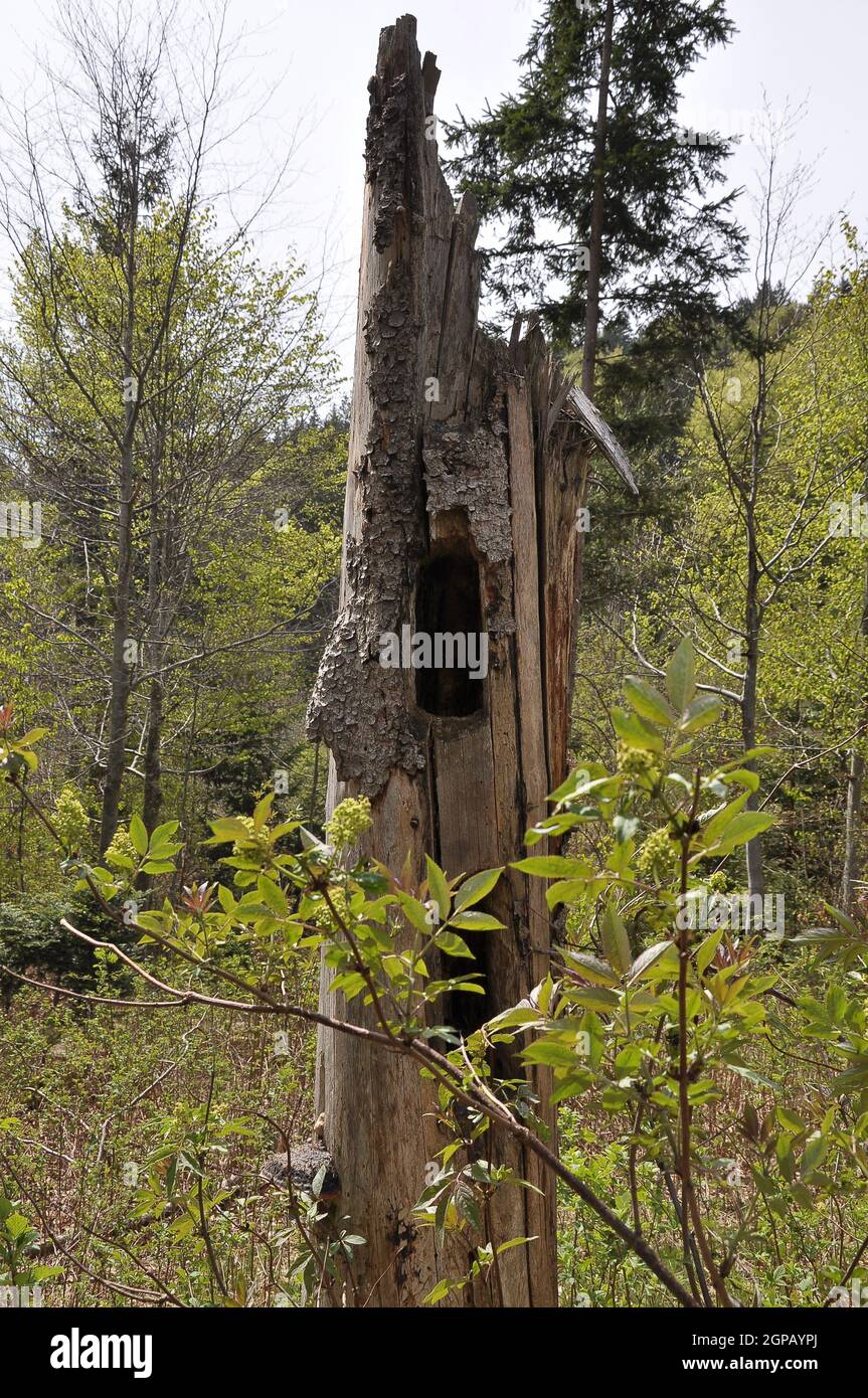 Woodpecker grotta in un grumo di alberi morti Foto Stock