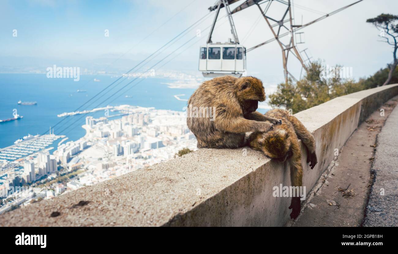 Scimmie sulla roccia di Gibilterra con funivia in background fare la loro cosa Foto Stock