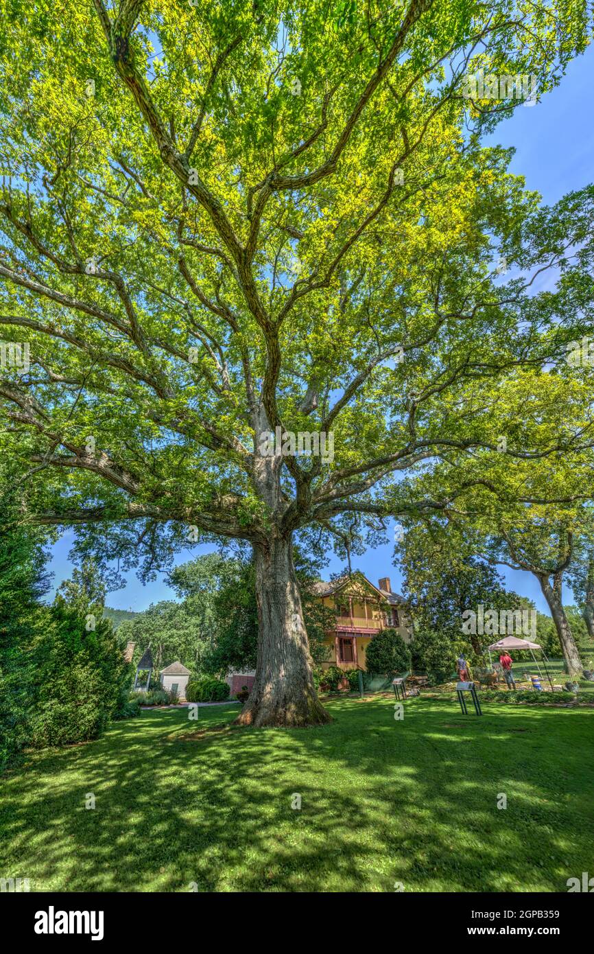 L'antico albero di quercia bianca presso la Massey House e scavi archeologici presso la casa e piantagione delle Highland di James Monroe a Charlottesville, Virginia. Foto Stock
