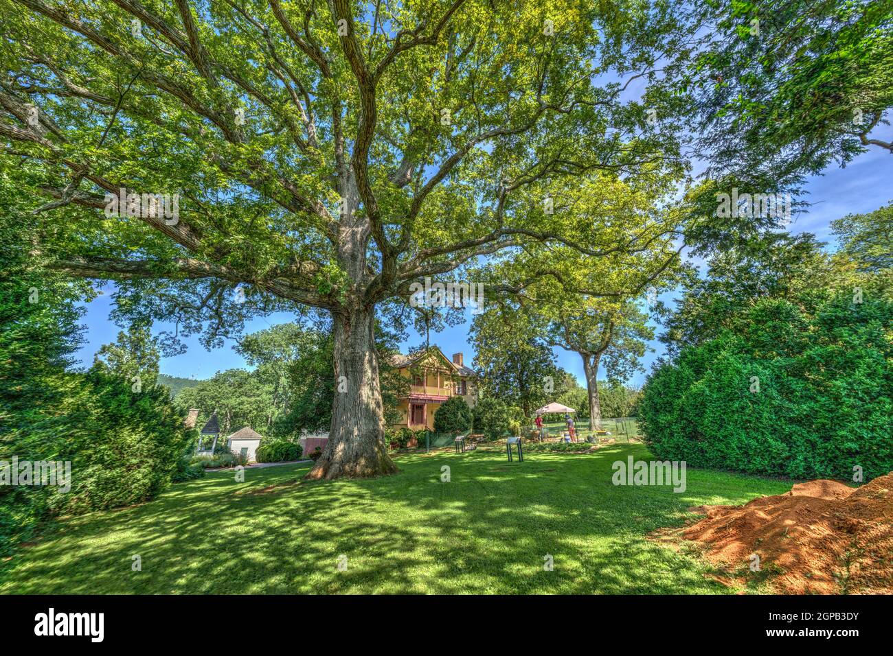 L'antico albero di quercia bianca presso la Massey House e scavi archeologici presso la casa e piantagione delle Highland di James Monroe a Charlottesville, Virginia. Foto Stock